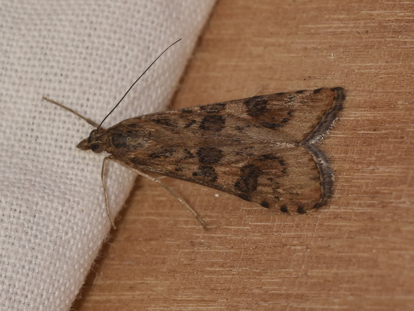 Nomophila noctuella - közönséges vándormoly