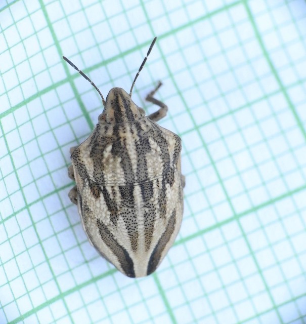Odontotarsus purpureolineatus - tarka pajzsospoloska