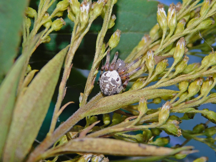 Araneus marmoreus - márványos keresztespók
