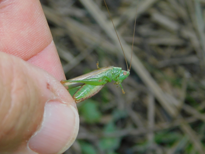 Conocephalus fuscus - kis kúpfejűszöcske