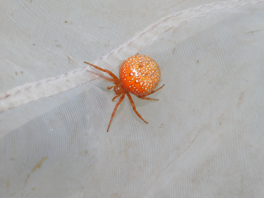 Araneus alsine - hűsölő keresztespók