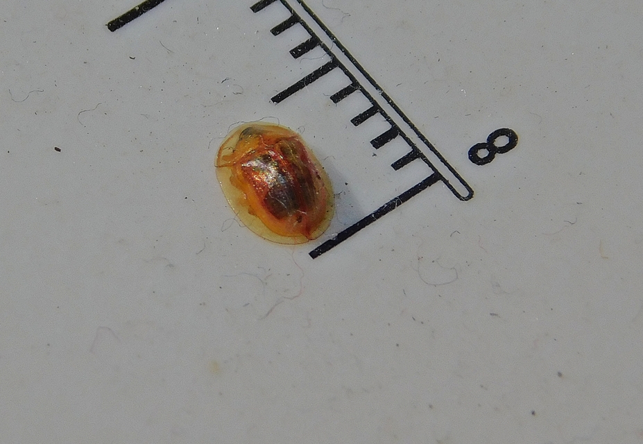 Cassida subreticulata - aranyfényű pajzsbogár Cassida subreticulata - aranyfényű pajzsbogár