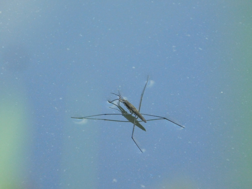 Gerridae - molnárpoloskák