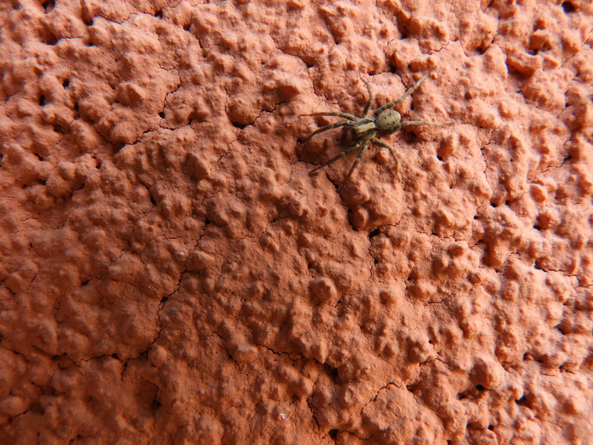 Xerolycosa nemoralis