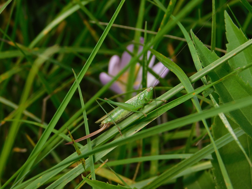 Conocephalus fuscus - kis kúpfejűszöcske