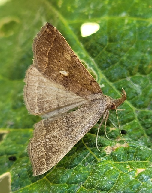 Pechipogo plumigeralis - tollascsápú karcsúbagoly