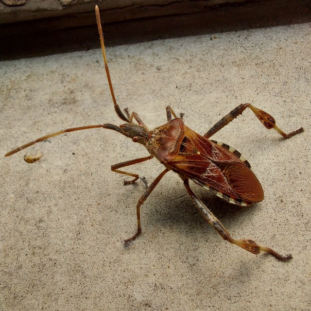 Leptoglossus occidentalis - nyugati levéllábú poloska