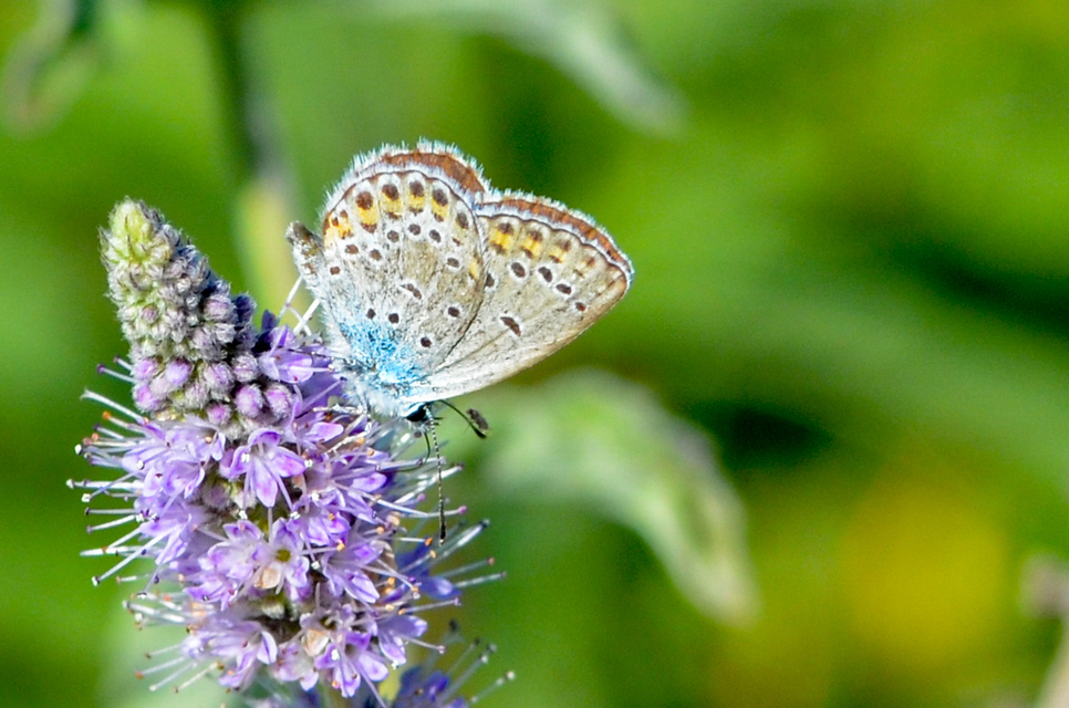 Plebejus idas - északi boglárka