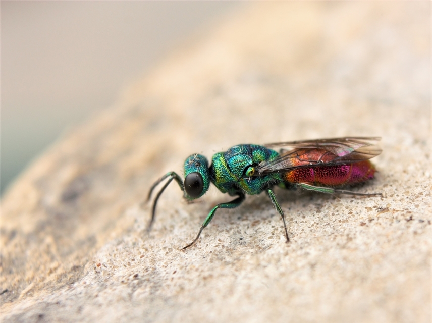 Chrysis