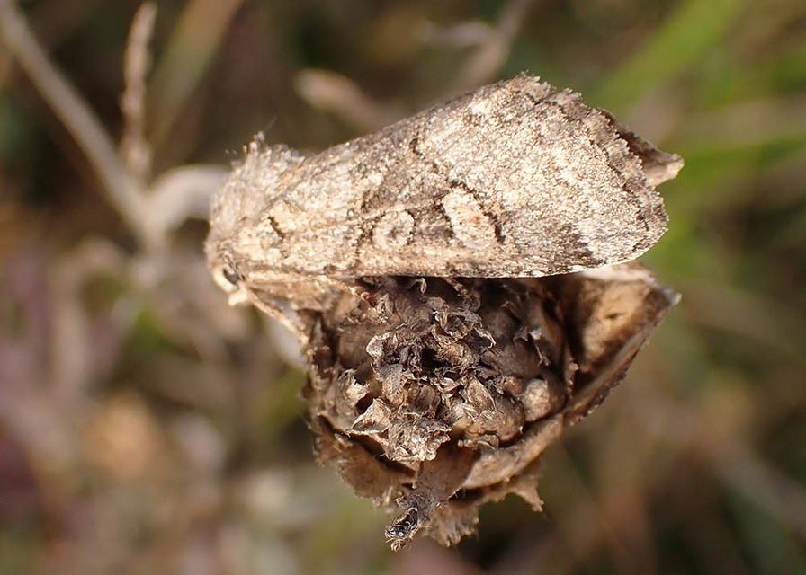 Cleoceris scoriacea - szürke liliombagoly