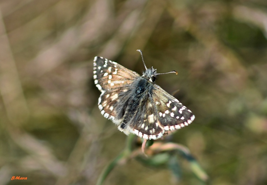 Pyrgus armoricanus - feles busalepke