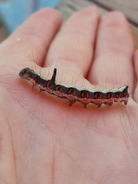Acronicta psi - pszi-betűs szigonyosbagoly