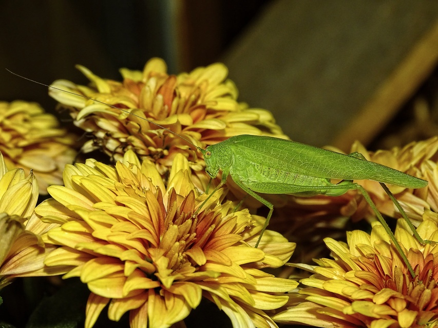 Phaneroptera nana - pontozott repülőszöcske