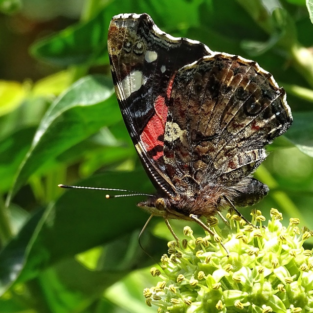 Vanessa atalanta - atalantalepke