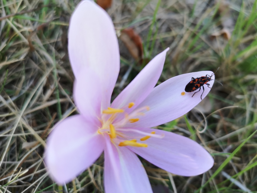 Spilostethus saxatilis - virágbodobács