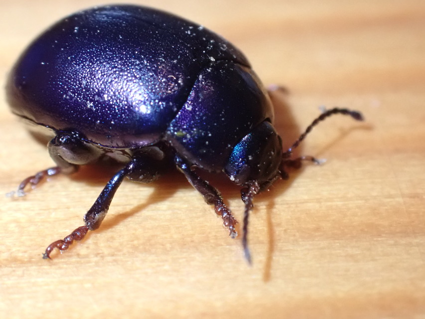 Chrysolina sturmi - vöröslábú levelész