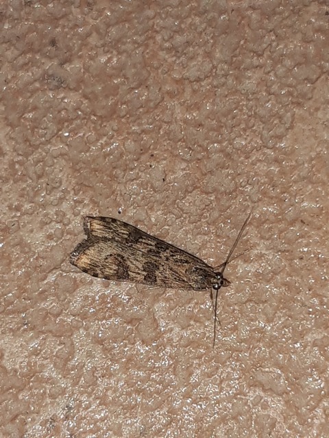 Nomophila noctuella - közönséges vándormoly