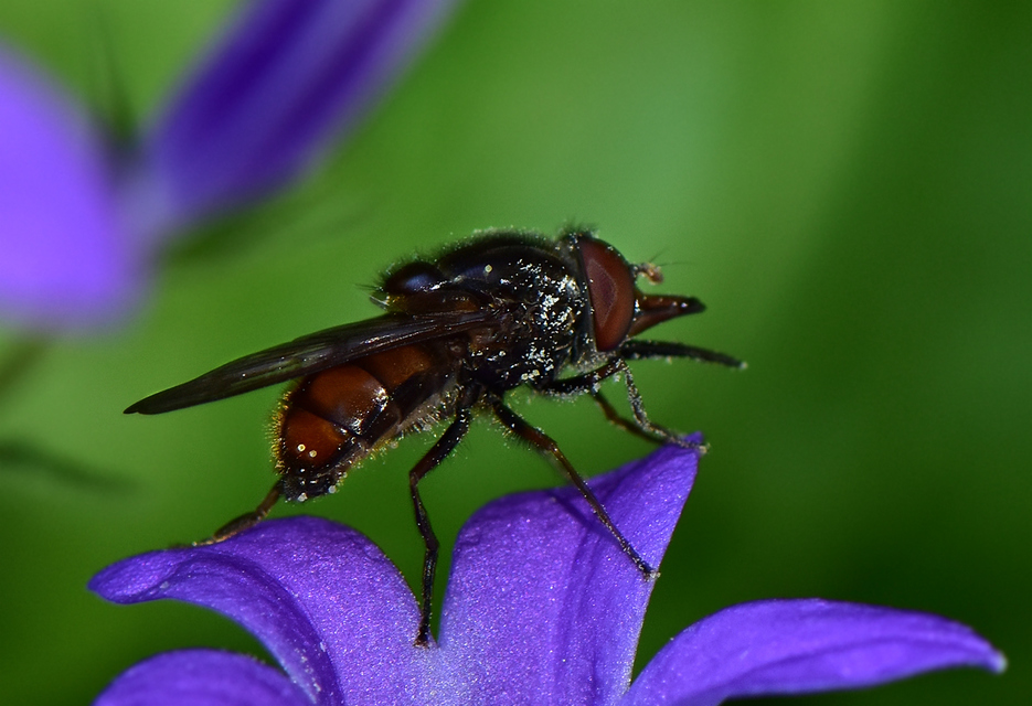 Rhingia campestris - közönséges csőröslégy