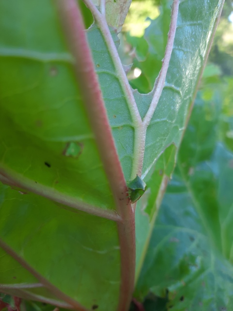 Stictocephala bisonia - bivalykabóca