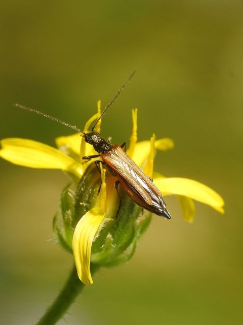 Oedemera femorata - sárgahátú álcincér