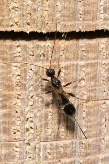 Spathius
