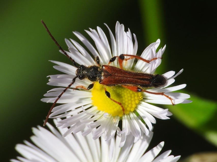 Stenopterus rufus - tarkacsápú keskenyfedőscincér