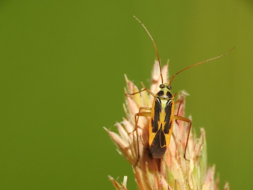 Stenotus binotatus - kétfoltos mezeipoloska