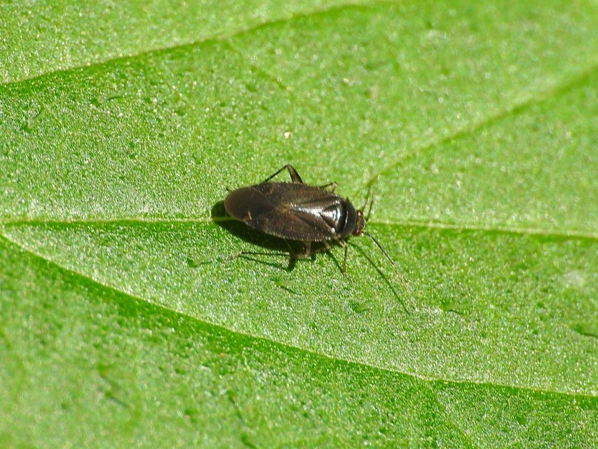 Plagiognathus arbustorum Plagiognathus arbustorum