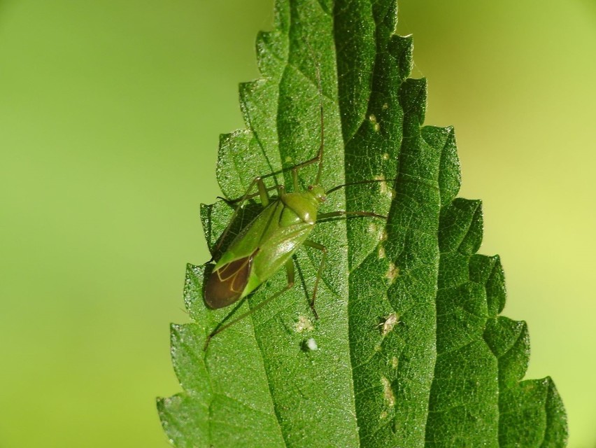 Calocoris affinis
