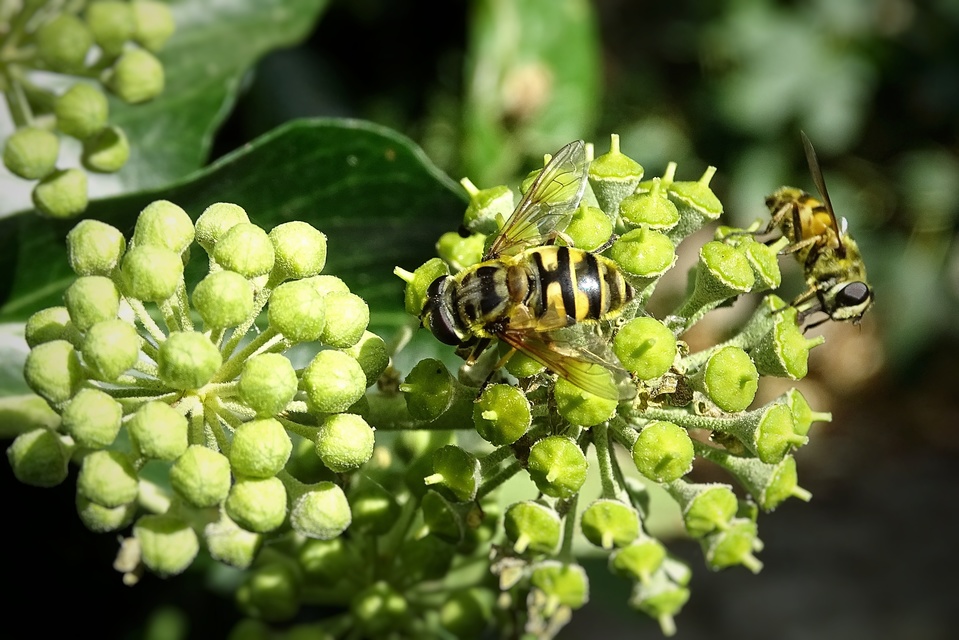 Myathropa florea - halálfejes odúlégy