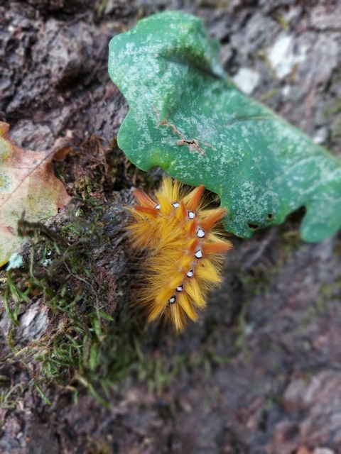 Acronicta aceris - vadgesztenye-szigonyosbagoly