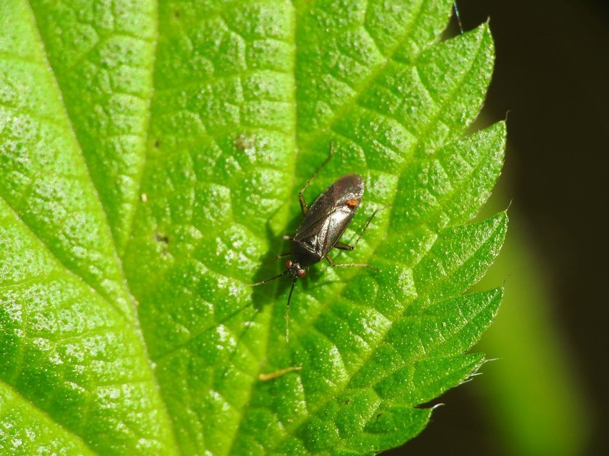 Plagiognathus arbustorum Plagiognathus arbustorum