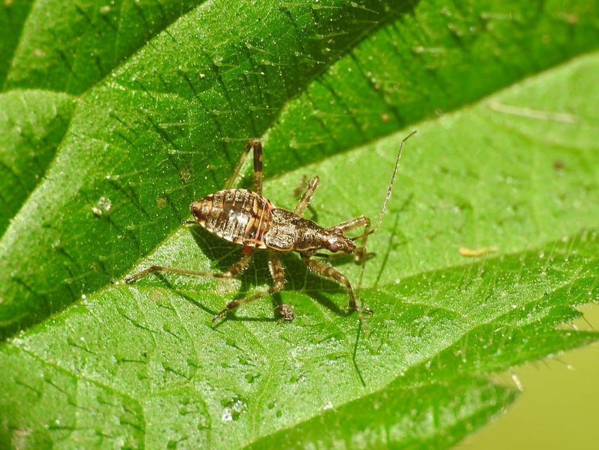 Himacerus apterus - nagy tolvajpoloska