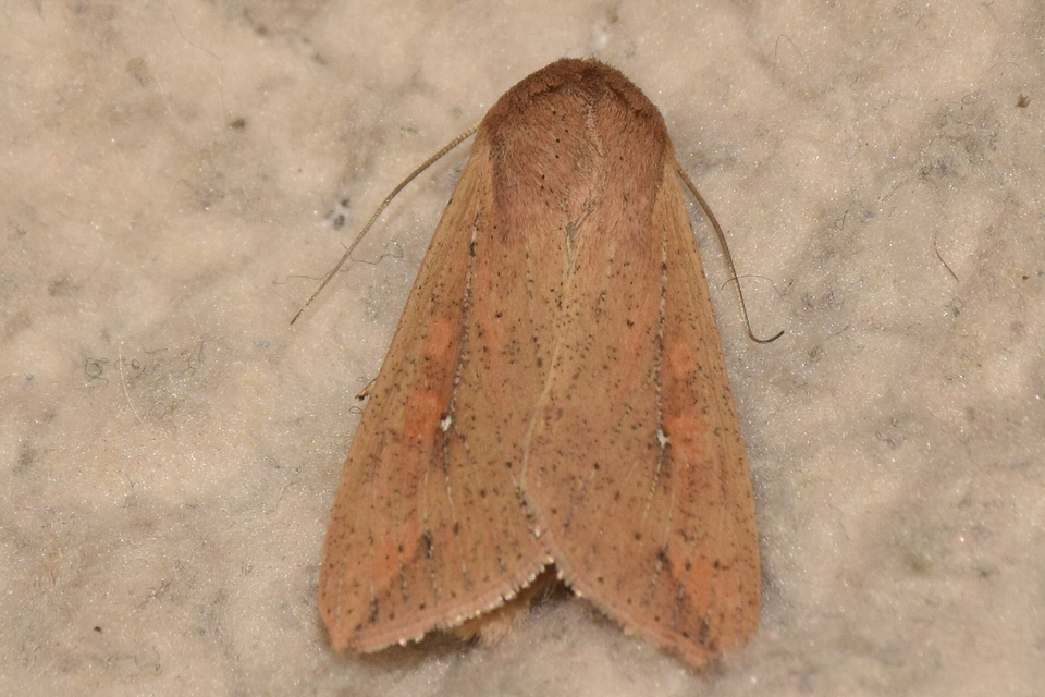 Mythimna unipuncta - hordabagoly