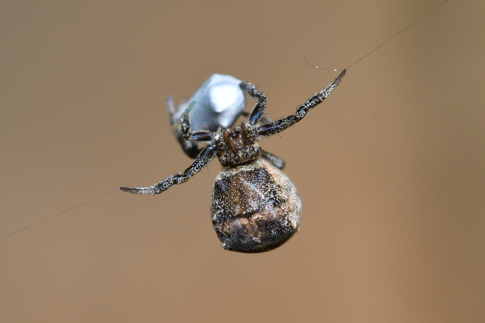 Hyptiotes paradoxus - furcsapók