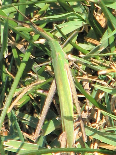 Acrida ungarica - sisakos sáska