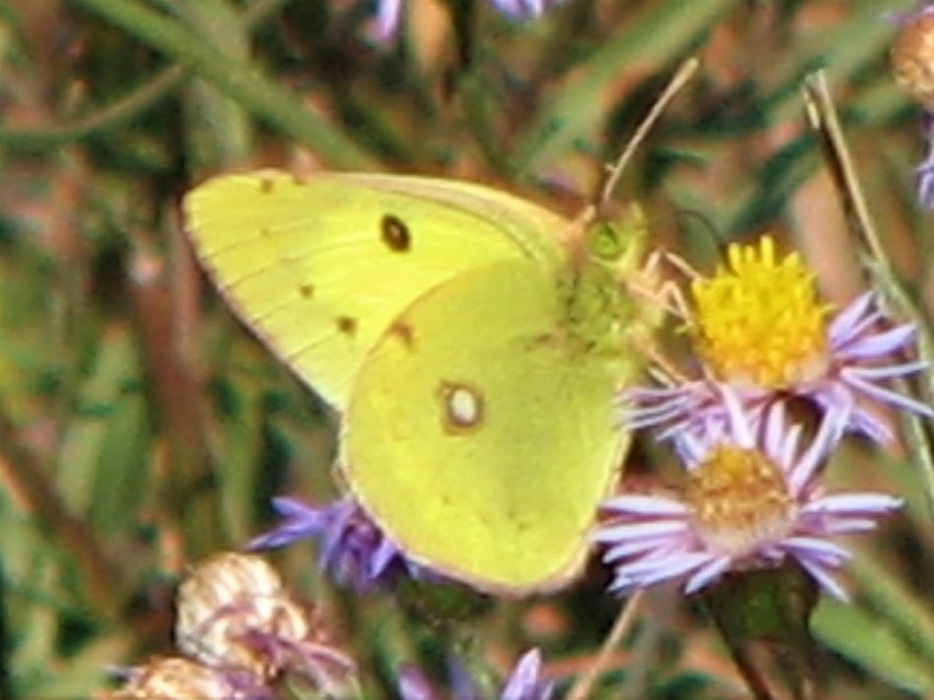 Colias erate - csángó-kéneslepke
