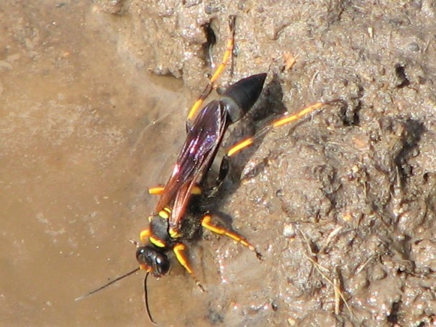 Sceliphron caementarium - feketenyelű lopódarázs