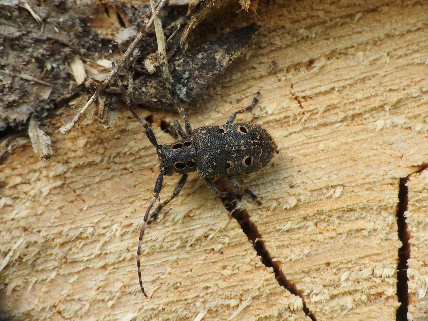 Mesosa curculionoides - szemfoltos cincér