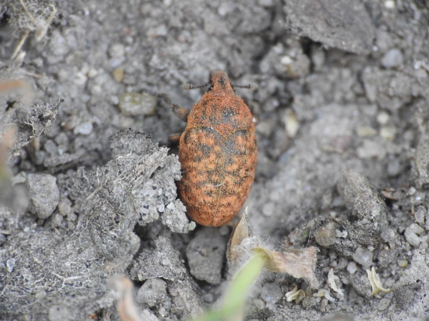 Larinus obtusus - imola-púderbarkó