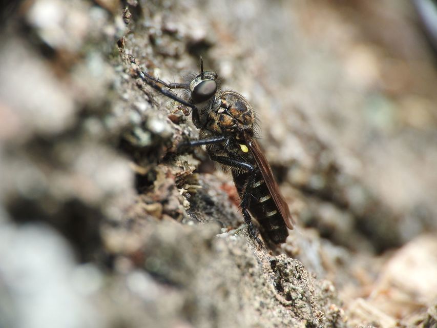 Cyrtopogon lateralis