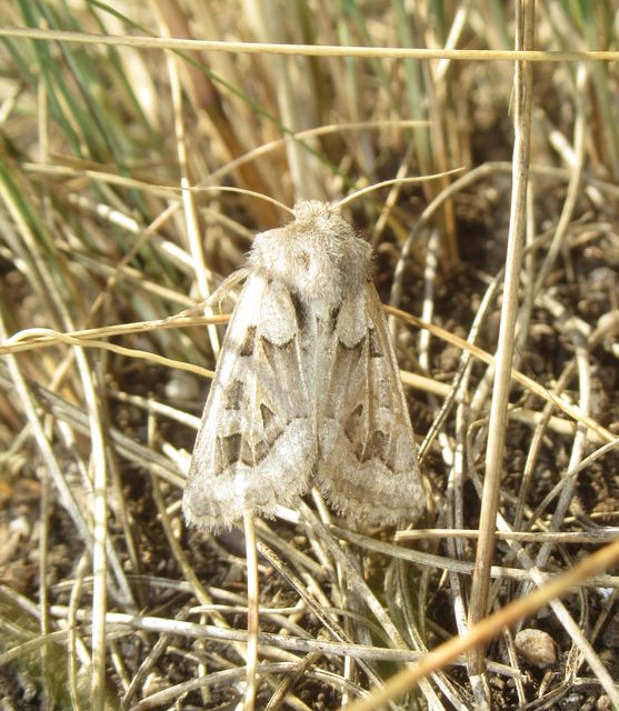 Episema glaucina - fogasjegyű liliombagoly