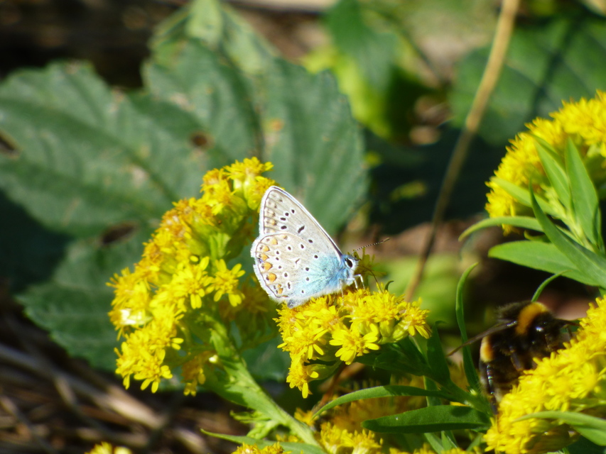 Polyommatus icarus - közönséges boglárka