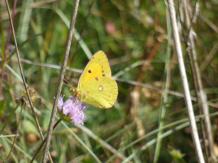 Colias croceus - sáfránylepke