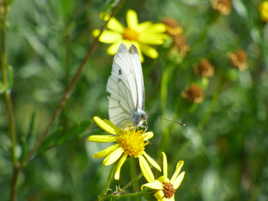 Pieris napi - repcelepke