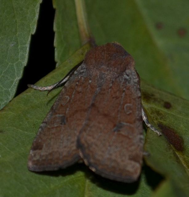 Conistra erythrocephala - vörösfejű őszibagoly