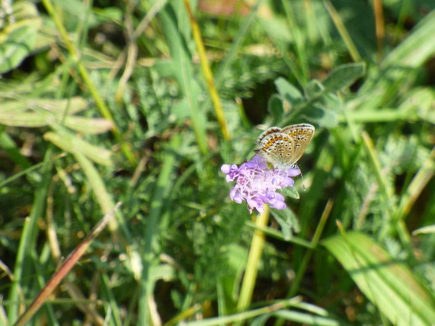 Plebejus argus - ezüstös boglárka