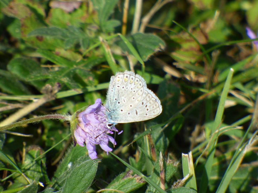 Polyommatus icarus - közönséges boglárka