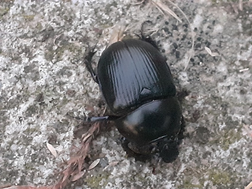 Geotrupes spiniger - közönséges álganéjtúró