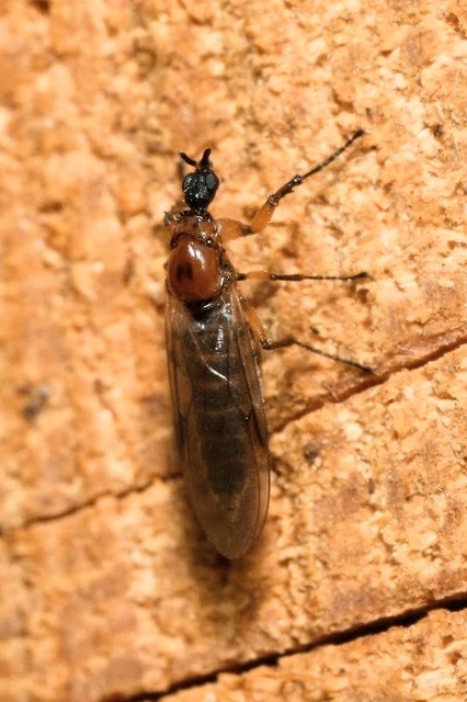 Dilophus